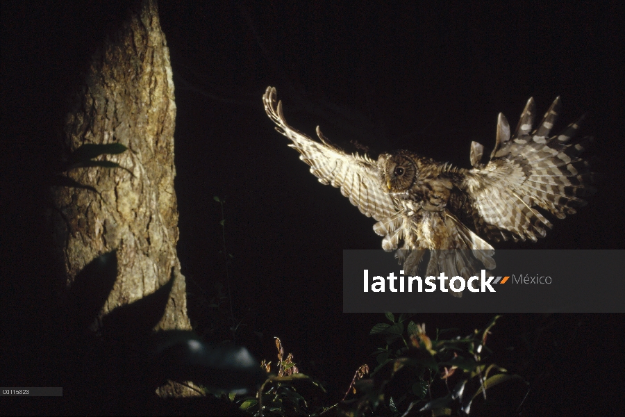 Ural Owl (Strix uralensis) aterrizaje en el nido por la noche, Nagasaki, Japón