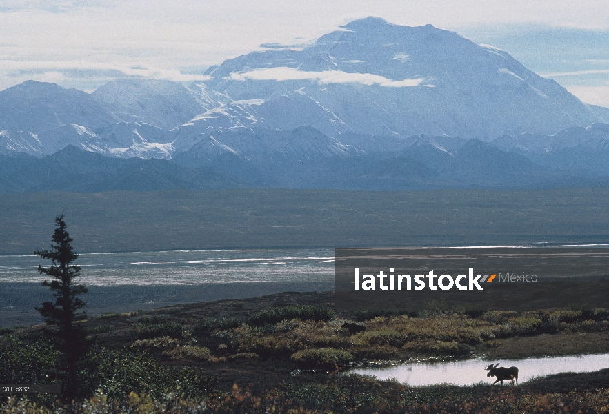 Hombre de alces de Alaska (Alces alces gigas) cerca Mt Denali, Parque Nacional de Denali y Preserve,