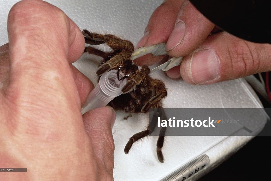 Científico Tom Prentice veneno de leches del desierto tarántula para estudio, Universidad de Califor