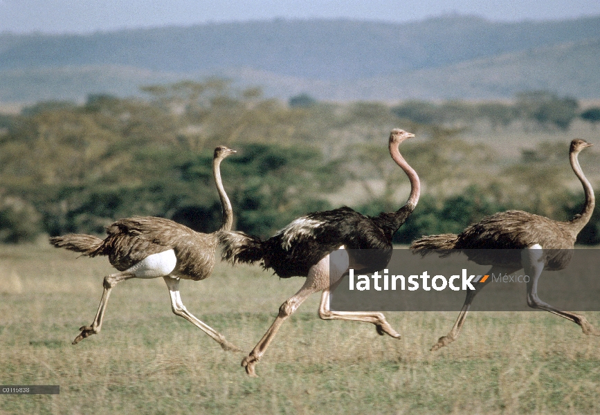 Avestruz (Struthio camelus) macho y dos hembras, corriendo, Parque Nacional del Serengeti, Tanzania