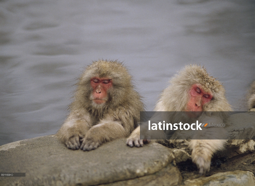 Par de macaco japonés (Macaca fuscata) descanso en aguas termales, Japón