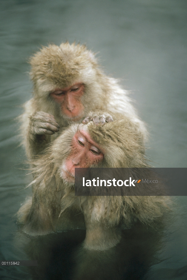 Macaco japonés (Macaca fuscata) par la preparación en caliente del resorte, Jigokudani, Japón