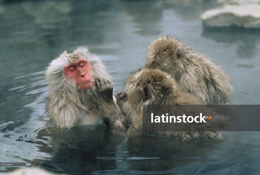 Macaco japonés (Macaca fuscata) grupo acicalamiento en primavera caliente, Japón