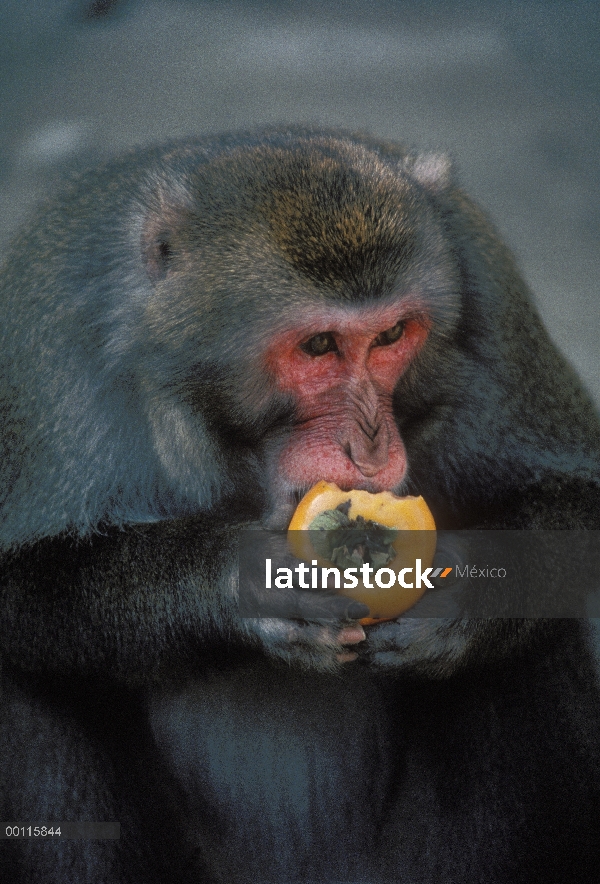 Macaco japonés (Macaca fuscata) alimentándose de caqui, Japón