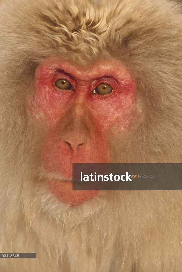 Retrato de macaco japonés (Macaca fuscata), Japón