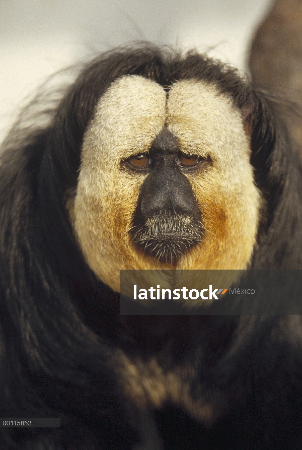 Retrato de Saki (Pithecia pithecia) cara blanca, originaria de América del sur