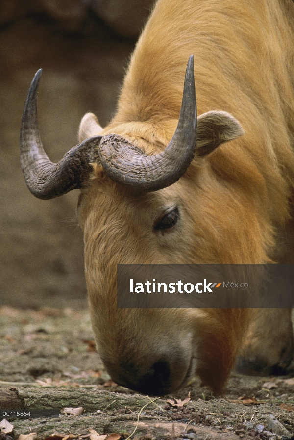 Takin (Budorcas Taxicolor) adulto pastoreo, China