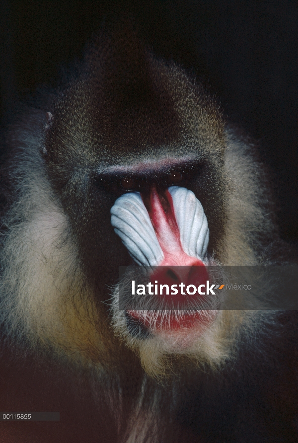 Retrato masculino de mandril (Mandrillus sphinx), África