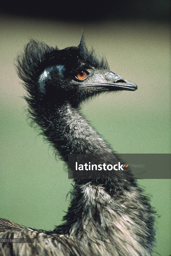 Retrato de emú (Dromaius novaehollandiae), Australia