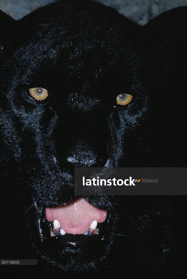 Morfo de color negro pantera Jaguar (Panthera onca), gruñendo, América Central