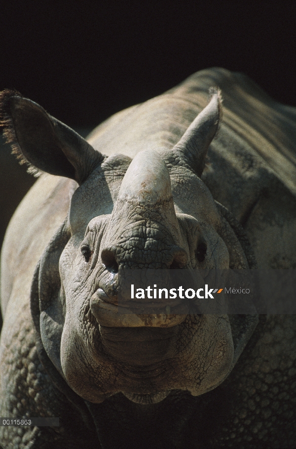 Retrato de rinoceronte indio (Rhinoceros unicornis), India