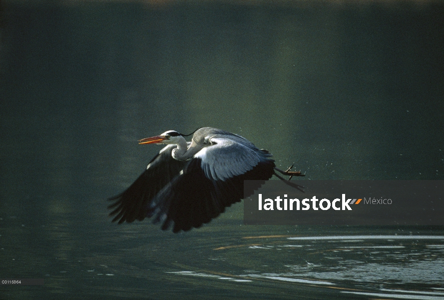 Heron gris (Ardea cinerea) volando sobre el lago, Japón