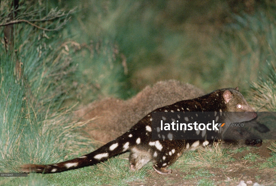 Manchado-cola Quoll (Cuoles maculatus) retrato, Australia