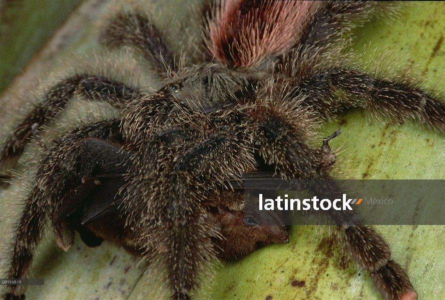 Tarántula (Avicularia sp) alimentándose de un murciélago, Rio Yarapa, Perú