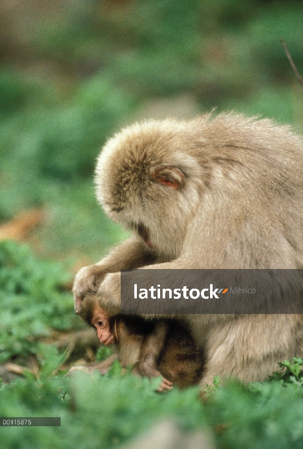 Macaco japonés (Macaca fuscata) madre bebé aseo, Japón