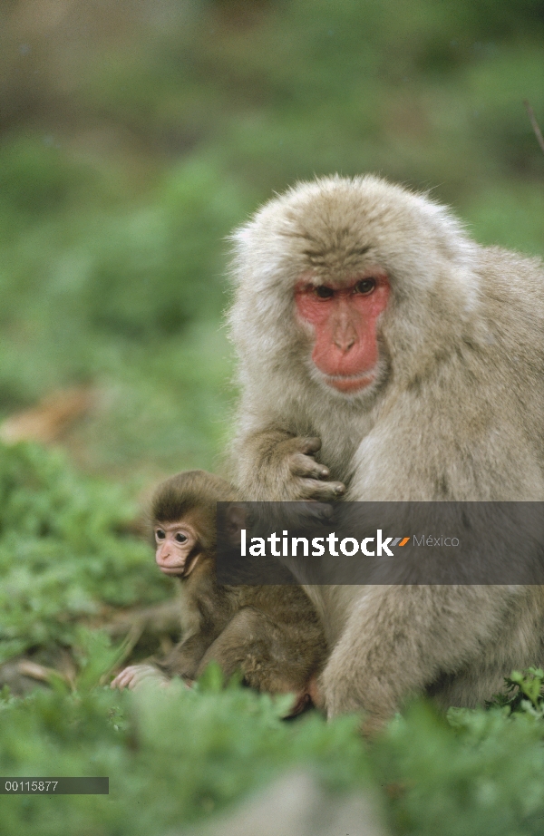 Macaco japonés (Macaca fuscata) madre y el bebé, Japón