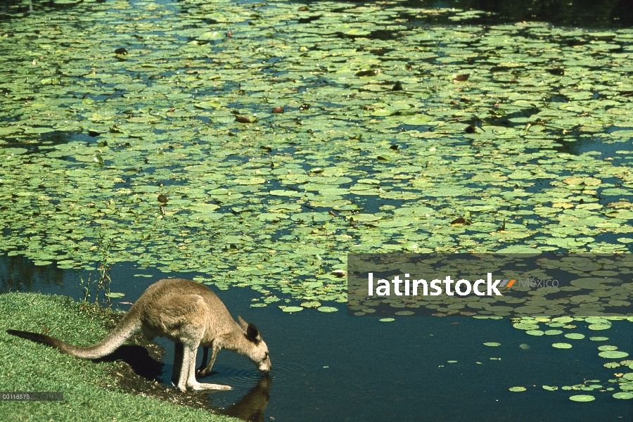 Canguros (Macropus sp) beber de la laguna, España