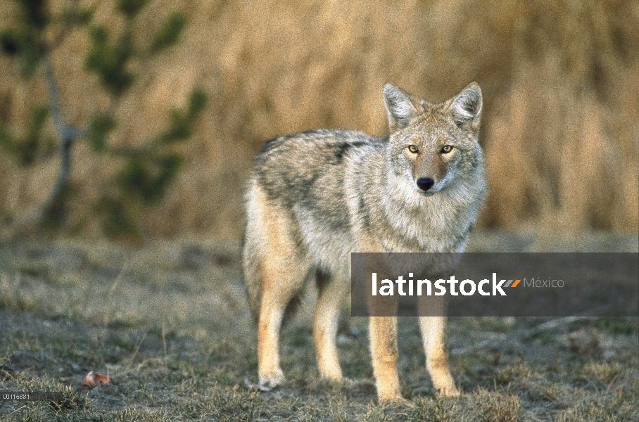 Retrato de Coyote (Canis latrans), Parque Nacional de Yellowstone, Wyoming