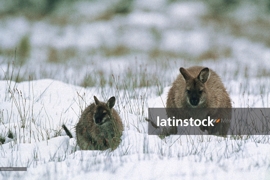 Wallaby (Macropus sp) adultos con jóvenes en nieve, Tasmania, Australia