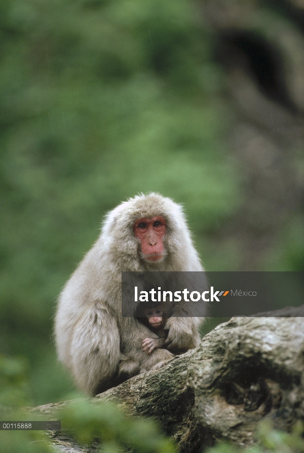 Macaco japonés (Macaca fuscata) madre y el bebé, Japón