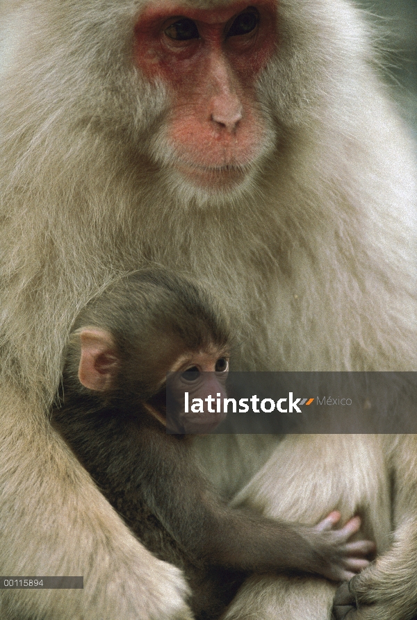 Madre de macaco japonés (Macaca fuscata) con el bebé, Japón