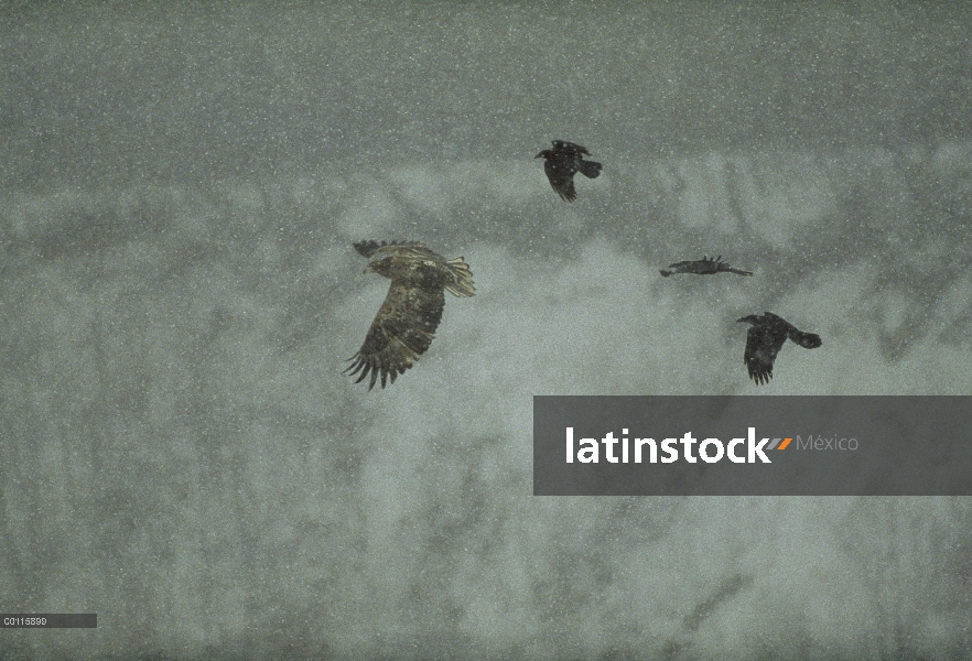 Pigargo europeo (Haliaeetus Albicilla) ser linchado por una multitud de Raven común (corax de Corvus