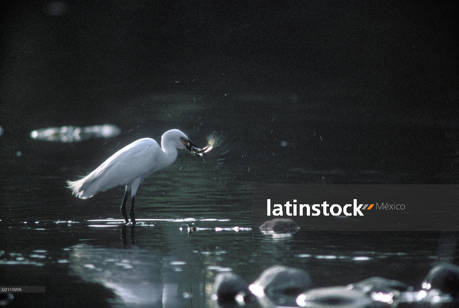 Garceta común (Egretta garzetta) con peces capturados, Japón