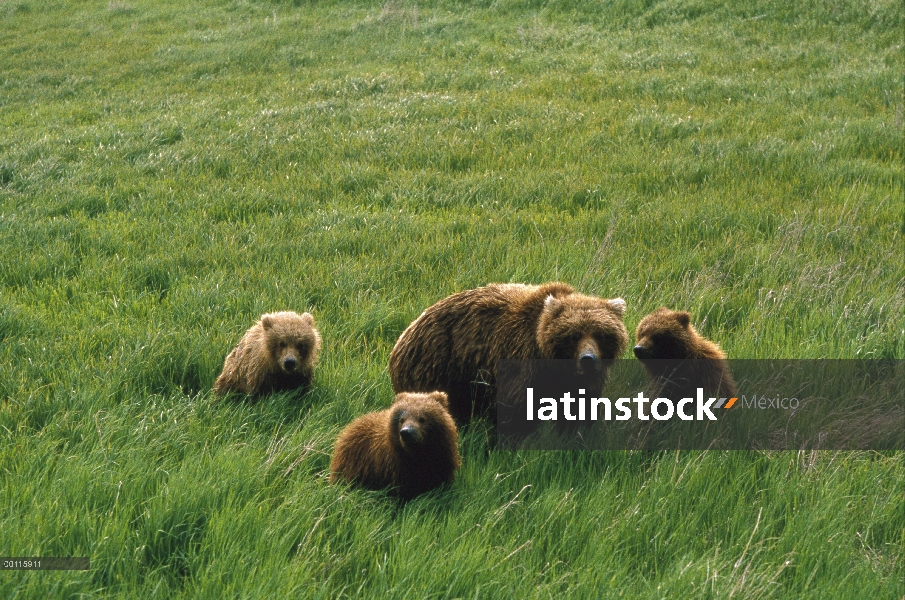 Madre oso pardo (Ursus arctos horribilis) y tres cachorros, Río de McNeil, Alaska