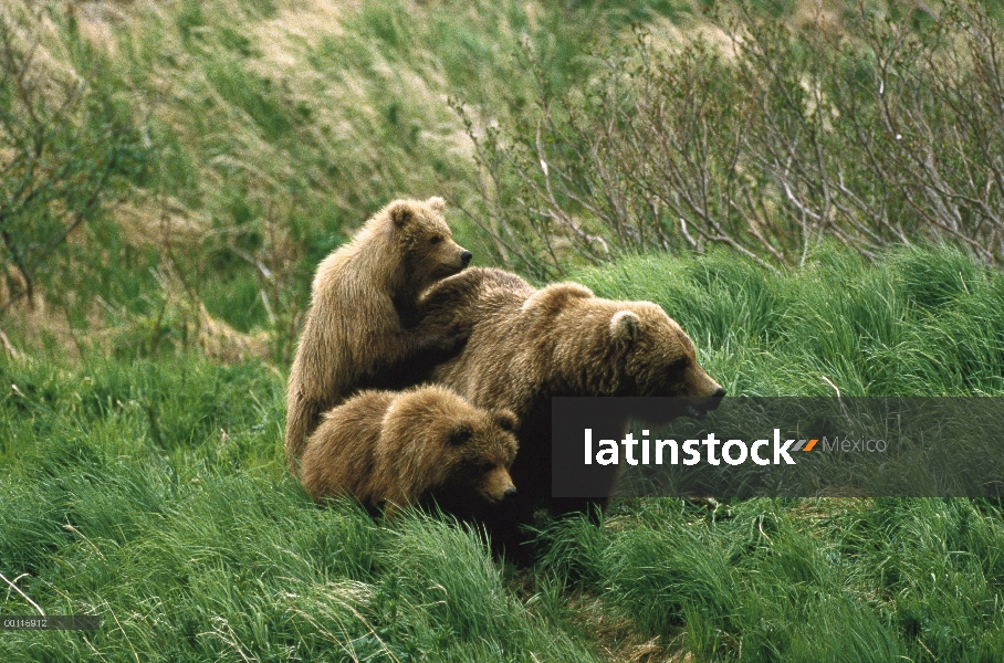 Madre oso pardo (Ursus arctos horribilis) y dos novillos de sobre año, Río de McNeil, Alaska