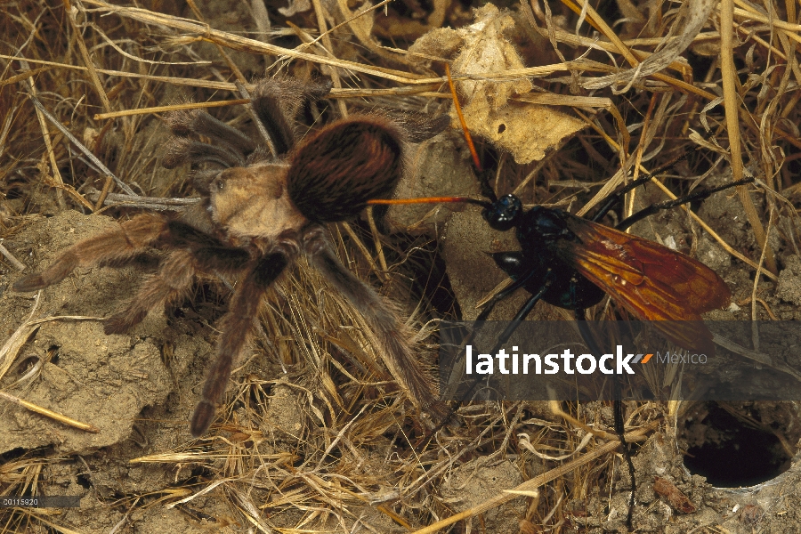 Tarántula (Theraphosidae) alejándose de halcón del Tarantula (Pepsis sp) que está a punto de empuje 