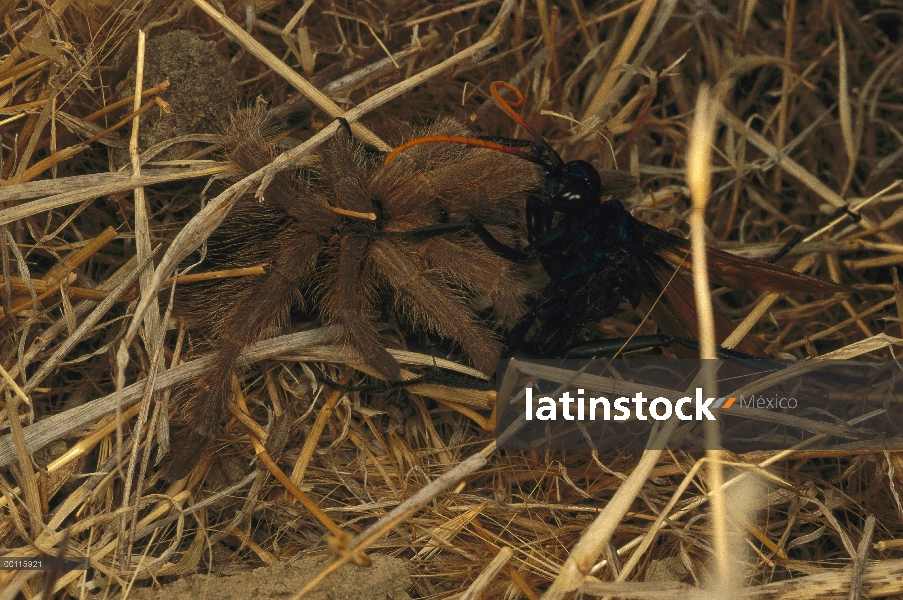 Tarántula (Theraphosidae) ser picada por la tarántula halcón (Pepsis sp), California