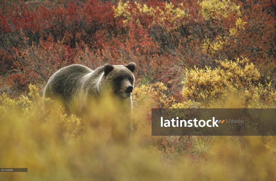 Oso Grizzly (Ursus arctos horribilis) en follaje de otoño, Parque Nacional de Denali y Preserve, Ala