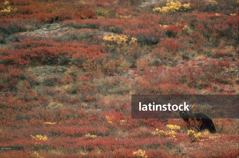 Oso Grizzly (Ursus arctos horribilis) en follaje de otoño, Parque Nacional de Denali y Preserve, Ala