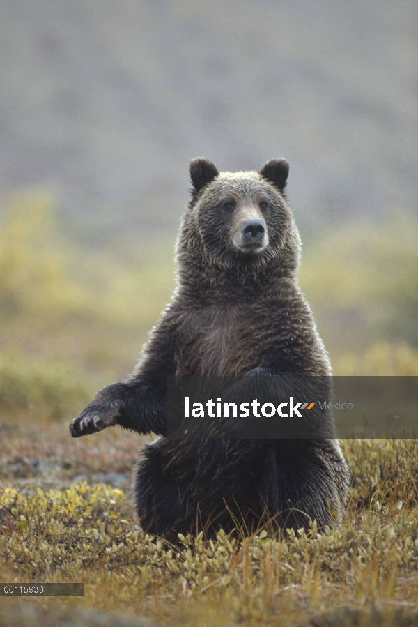 Oso Grizzly (Ursus arctos horribilis) sentado erguido, Parque Nacional de Denali y Preserve, Alaska