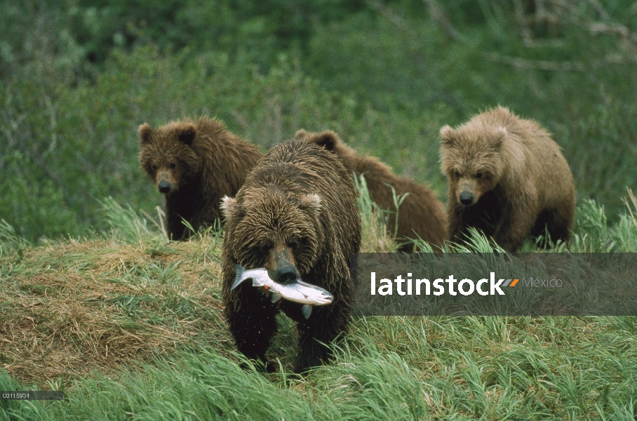 Oso Grizzly (Ursus arctos horribilis) grupo comiendo salmón, Río de McNeil, Alaska