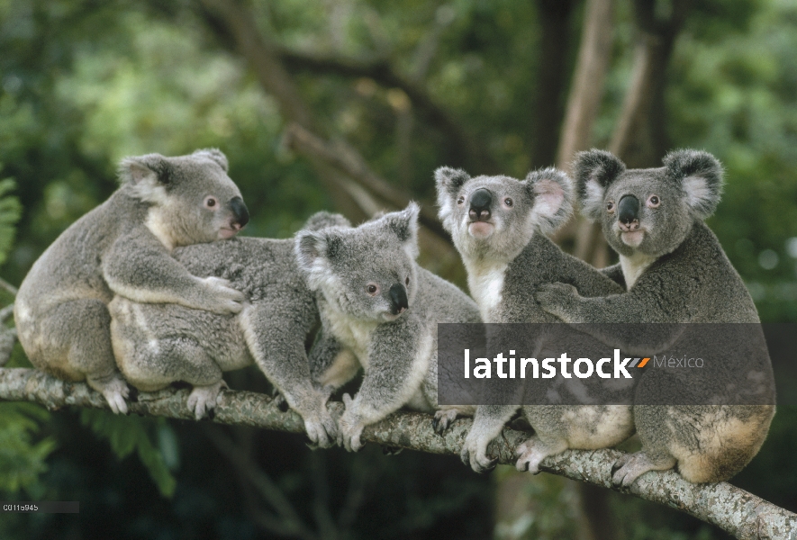 Grupo Koala (cinereus de Phascolarctos) sentado en la rama, Lone Pine Koala Sanctuary, Brisbane, Aus