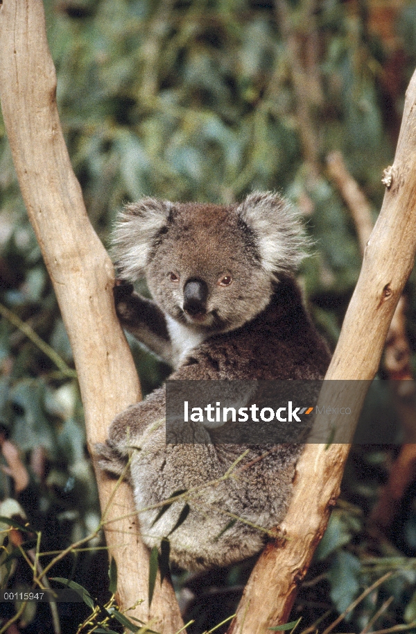 Koala (cinereus de Phascolarctos) sentado en la tutela de un árbol, Australia