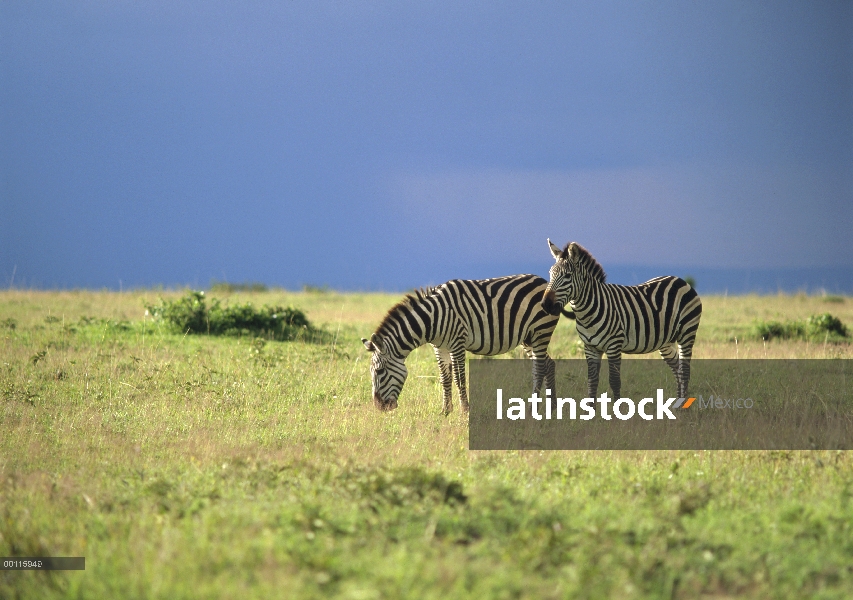 Cebra (Equus burchellii) par, Reserva Nacional de Masai Mara, Kenia de Burchell