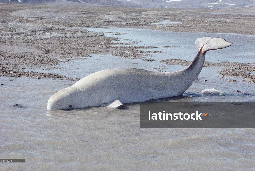 Ballena Beluga (Delphinapterus leucas) en marea baja, sonido de Lancaster, Nunavut, Canadá