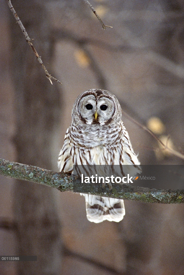 Barred Owl (Strix varia) percha en árboles, Minnesota