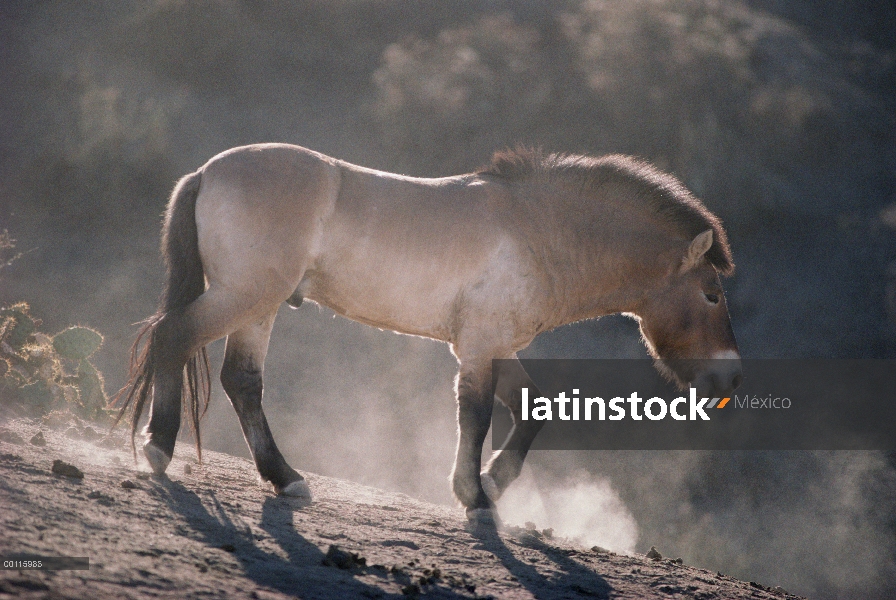 Adulto de Przewalski caballo (Equus ferus przewalskii), China