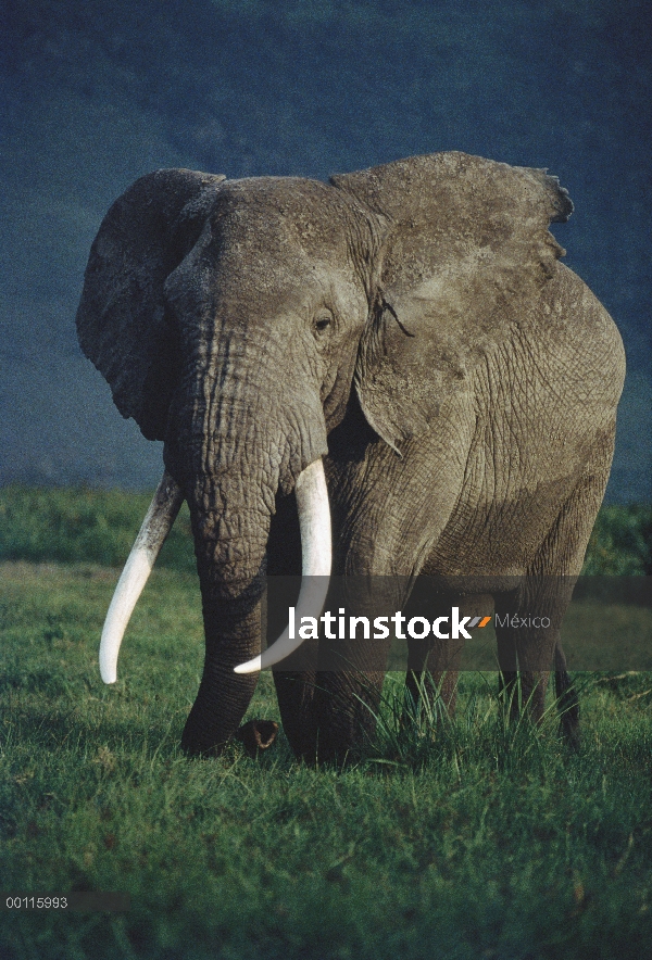 Hombre elefante africano (Loxodonta africana), cráter del Ngorongoro, Tanzania