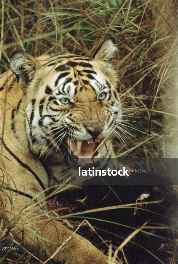 Tigre de Bengala (Panthera tigris tigris) gruñendo, India