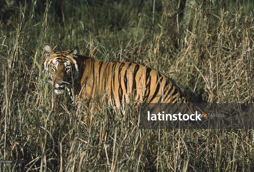 Tigre de Bengala (Panthera tigris tigris) camuflado en hierba alta, India