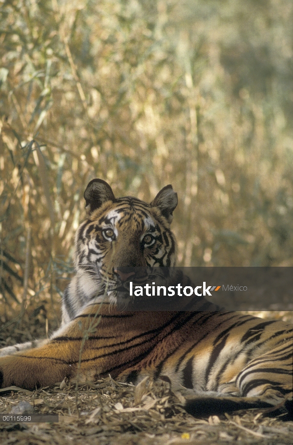 Tigre de Bengala (Panthera tigris tigris) descanso, India