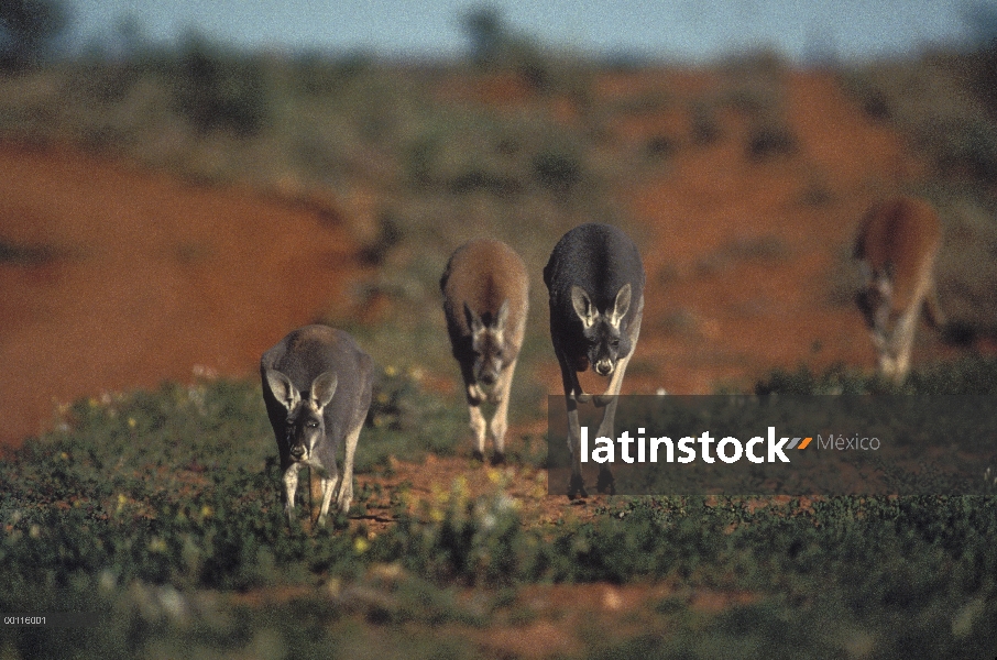 Canguro rojo (Macropus rufus) grupo de la lupulización, Australia