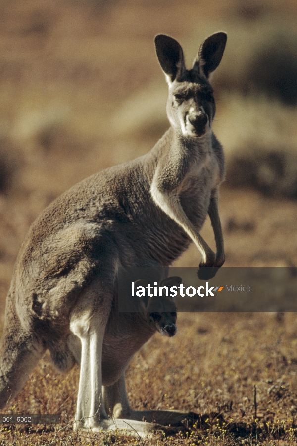 Madre canguro rojo (Macropus rufus) con joey en bolsa, Australia