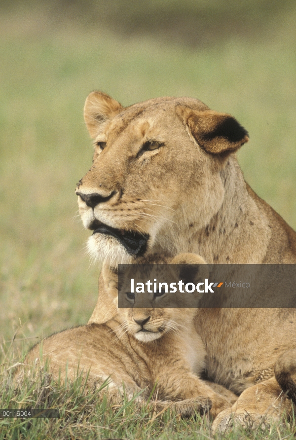 León africano (Panthera leo) madre y cachorro, Parque Nacional del Serengeti, Tanzania