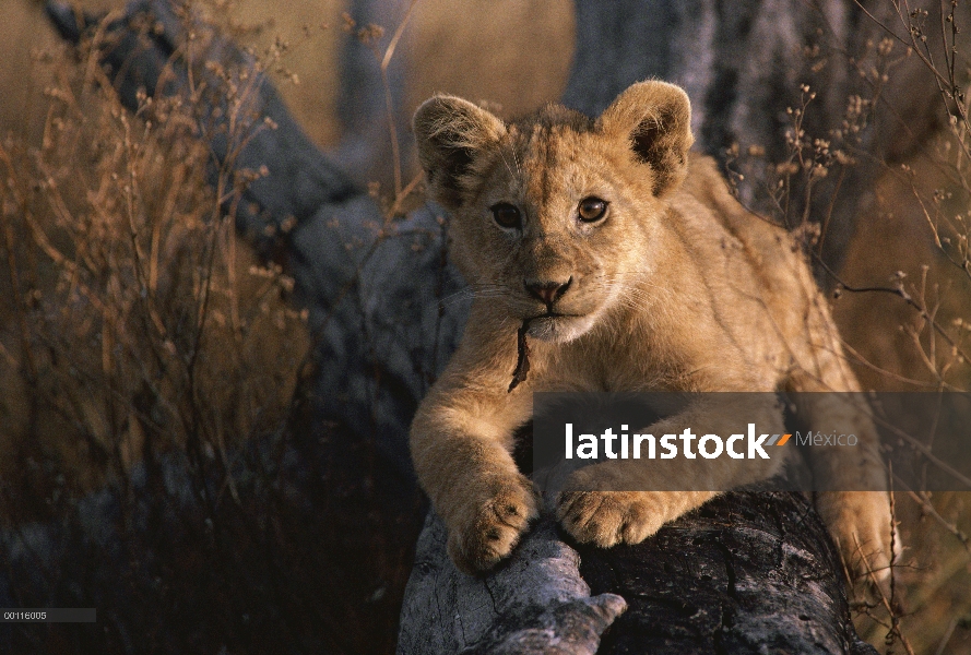 Cachorro de León africano (Panthera leo) en tronco con un trozo de corteza de árbol en la boca, Parq