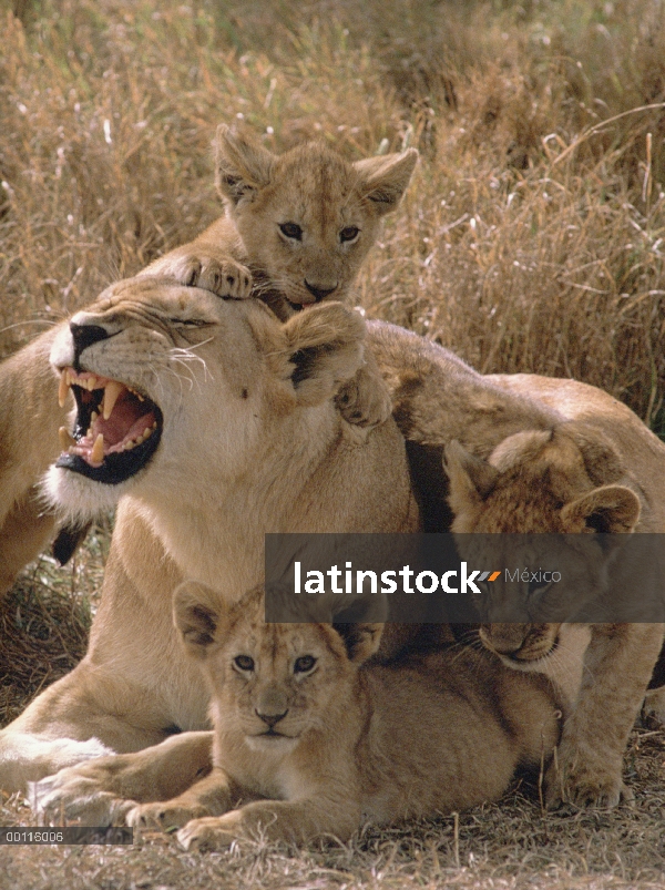 León africano (Panthera leo) madre y cachorros, Parque Nacional del Serengeti, Tanzania